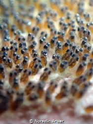 Pink clownfish egg. This picture was taken at Perhentian ... by Norazlin Anuar 
